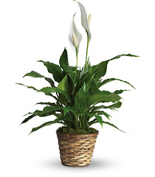 Simply Elegant Spathiphyllum  Flower Power, Florist Davenport FL